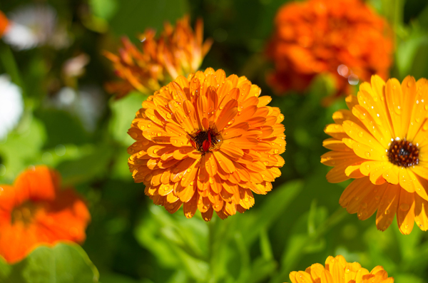 Объектив Гелиос 44М для Micro 4/3 - пример фото