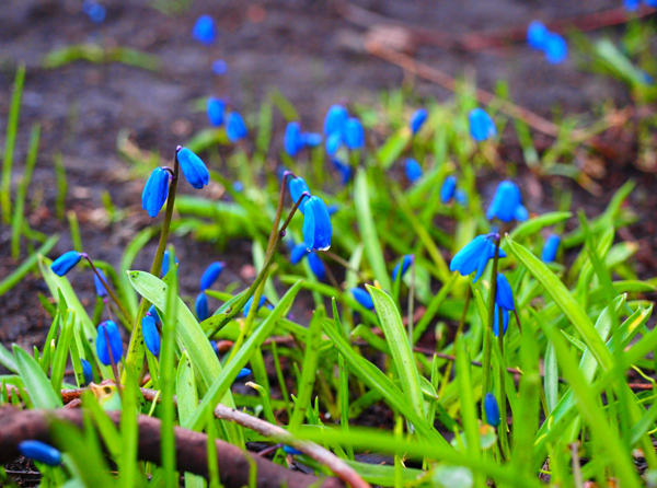 Объектив Гелиос 44М для Micro 4/3 - пример фото