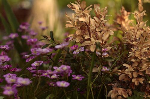 Объектив Гелиос 44М-4 для Micro 4/3 пример фото