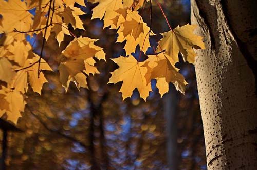 Объектив Гелиос 44М-4 для Micro 4/3 пример фото