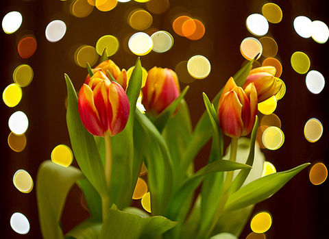 Объектив Гелиос 44M-6 для Canon EOS Объектив Гелиос 44M-6 для Canon EOS - пример фото